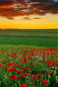 看见弹幕后，发现全宗都是废柴师弟的舔狗全章节