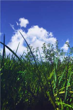 半盏花灯枕明月大结局