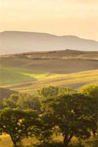 不再是你的笼中雀推荐